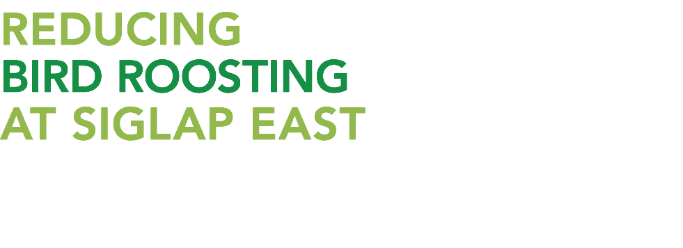 Reducing Bird Roosting At Siglap East