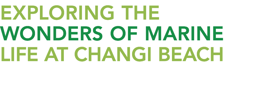 EXPLORING THE WONDERS OF MARINE LIFE AT CHANGI BEACH