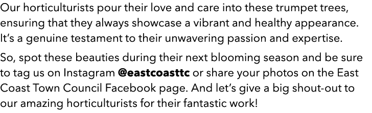 Our horticulturists pour their love and care into these trumpet trees, ensuring that they always showcase a vibrant a...