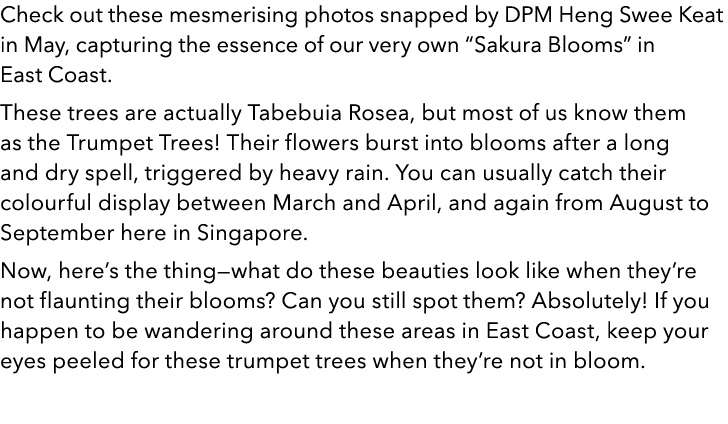 Check out these mesmerising photos snapped by DPM Heng Swee Keat in May, capturing the essence of our very own вЂњSakur...