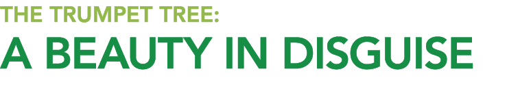 THE TRUMPET TREE: A Beauty in Disguise