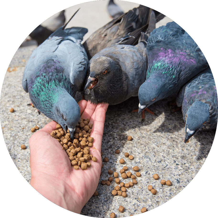 Pigeon feeding on the man's hand.