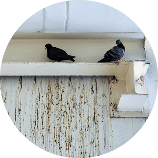 Pigeons on the balcony and bird droppings