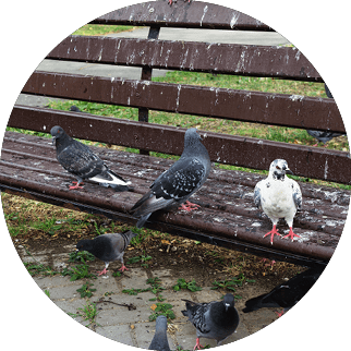 A park bench stained with pigeon droppings